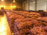 Fresh potatoes: Breeze , Manifesto - perfect quality - photo 1