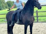 Adopt this horse - photo 1