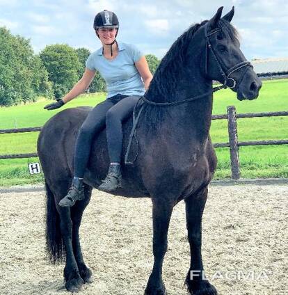 Adopt this horse