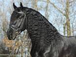 Adopt this horse - photo 3