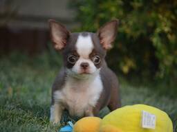 Adorable Chihuahua Puppies Available
