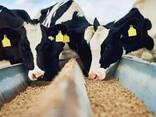 Rinderfutter ab nur 210 $/Tonne – Direktverkauf - photo 1