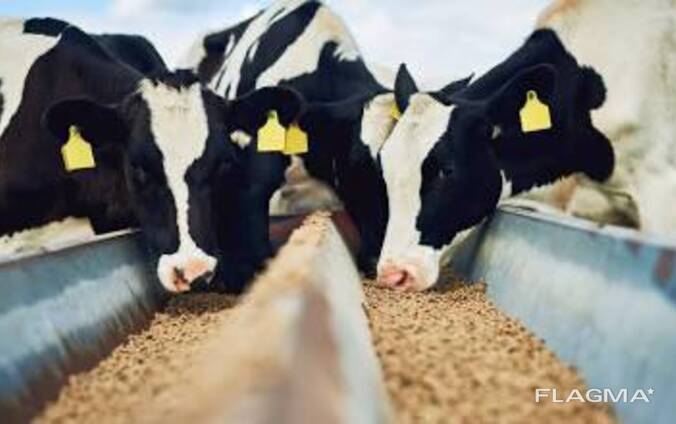 Rinderfutter ab nur 210 $/Tonne – Direktverkauf