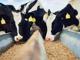 Cattle Feed from Certified Factory – Quality Assured