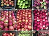 Apple wholesale Ukraine Яблока оптом Украина LLC Mitlife - фото 1