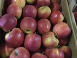 Best apples from Poland wholesale - фото 6