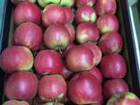 Best apples from Poland wholesale - фото 7