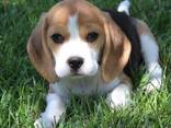 Wunderschöne Beagle-Welpen - фото 1