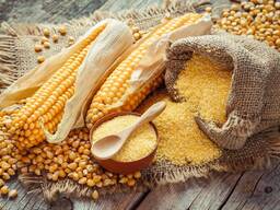Corn wholesale export (продам кукурудзу оптом експорт гуртом)