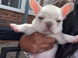 Французского бульдога