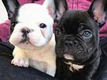Щенки Французского бульдога - photo 1