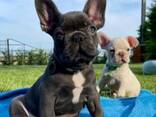 Щенки Французского бульдога - photo 2