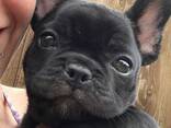 Щенки Французского бульдога - photo 3