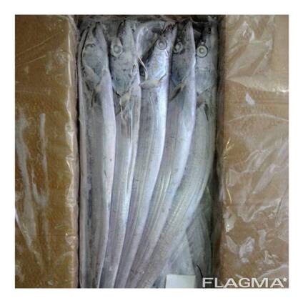 Frozen fresh whole round ribbon fish for sale