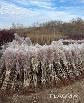 Fruit trees saplings