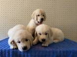 Golden retriever - photo 1