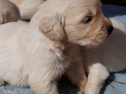 Golden Retriever Welpen