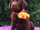 High-breed Labrador Retriever puppies, Kennel - photo 1