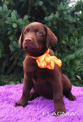 High-breed Labrador Retriever puppies, Kennel