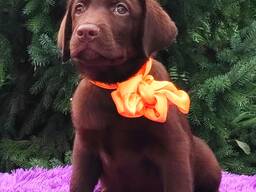 High-breed Labrador Retriever puppies, Kennel