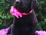 High-breed Labrador Retriever puppies, Kennel - фото 3
