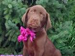 High-breed Labrador Retriever puppies, Kennel - photo 5