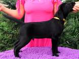 High-breed Labrador Retriever puppies, Kennel - photo 6