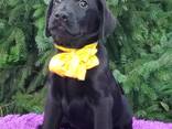 High-breed Labrador Retriever puppies, Kennel - photo 7