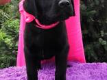 High-breed Labrador Retriever puppies, Kennel - photo 8