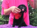 High-breed Labrador Retriever puppies, Kennel - photo 10