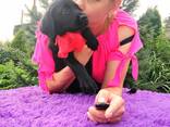 High-breed Labrador Retriever puppies, Kennel - photo 11