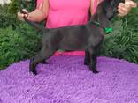 High-breed Labrador Retriever puppies, Kennel - photo 12