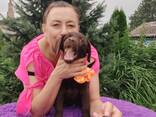 High-breed Labrador Retriever puppies, Kennel - photo 13