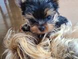 Красивый йоркширский терьер ищет новый дом! - photo 4