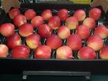 Polish apples (wide range of varieties) - фото 1