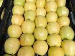 Polish apples (wide range of varieties) - фото 2