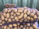 Polnische Kartoffeln: Vineta, Soraya, Queen Anne und andere. - фото 1