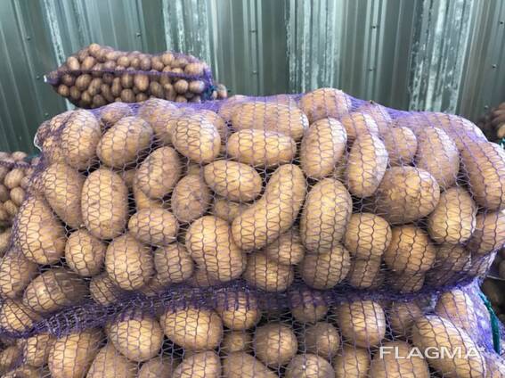 Polnische Kartoffeln: Vineta, Soraya, Queen Anne und andere.