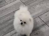 Pomeranian Spitz - фото 1