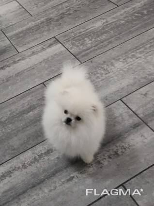 Pomeranian Spitz