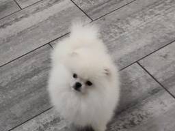 Pomeranian Spitz