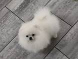 Pomeranian Spitz - фото 2