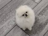 Pomeranian Spitz - фото 5