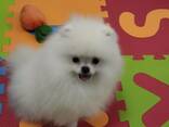 Pomeranian Spitz - фото 6