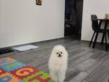 Pomeranian Spitz - фото 12