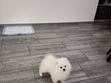 Pomeranian Spitz - фото 15