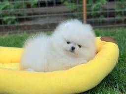 Pomeranian-Welpen