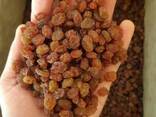 Raisins Sultana Aftabi (brown, confectionery) - photo 1
