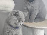 Regal British Shorthair Kittens: The Ultimate Companion - фото 1