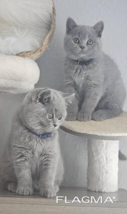 Regal British Shorthair Kittens: The Ultimate Companion
